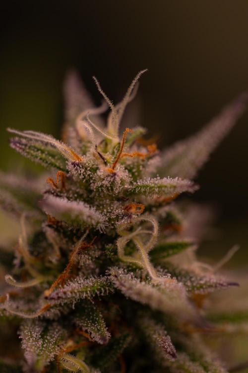 Dutch Blue Automatic. Week 10
