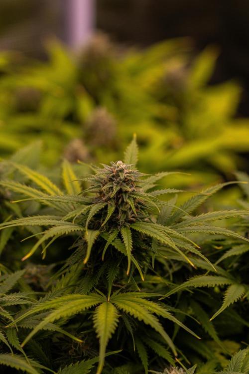 Gorilla Auto - Spliff Seeds. Week 10
