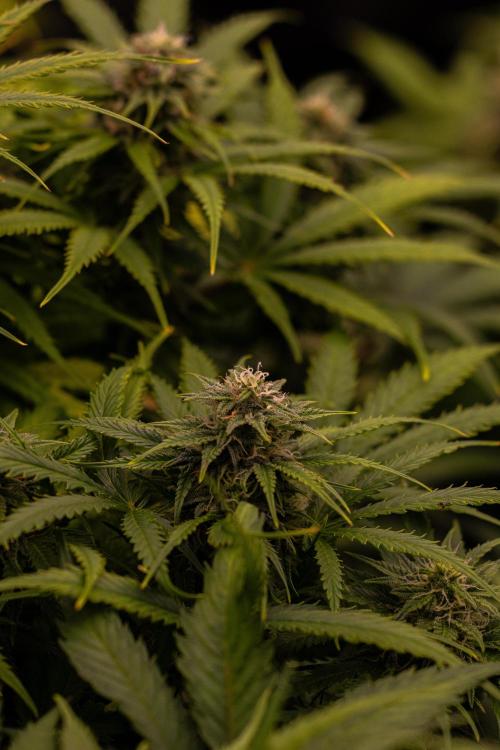 Gorilla Auto - Spliff Seeds. Week 10