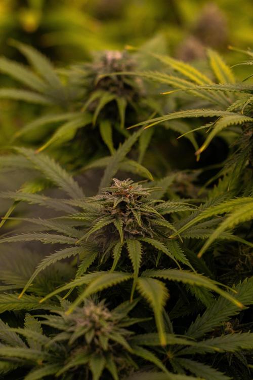 Gorilla Auto - Spliff Seeds. Week 10