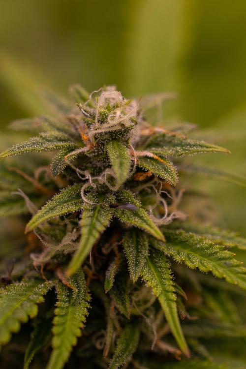Gorilla Automatic. Week 10