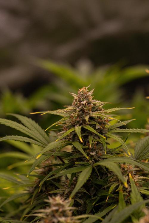 Dutch Auto - Spliff Seeds. Week 10