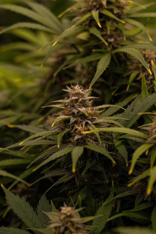 Dutch Auto - Spliff Seeds. Week 10