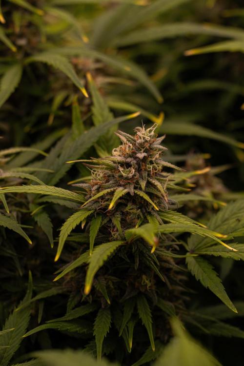 Dutch Auto - Spliff Seeds. Week 10