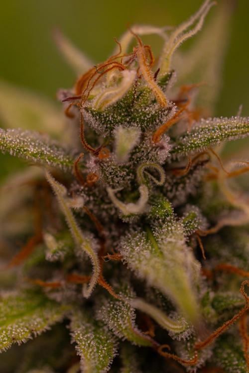 Dutch Automatic. Week 10