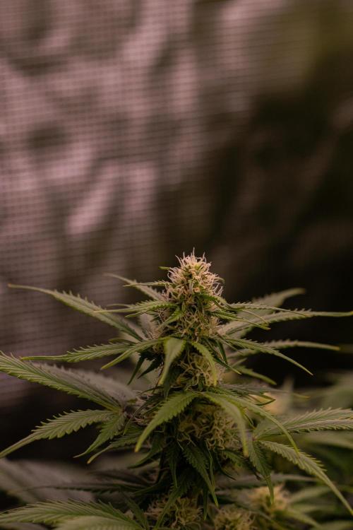 Lemon Crem Kush Auto - Spliff Seeds. Week 10
