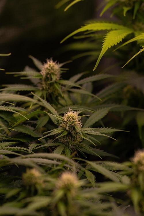 Lemon Crem Kush Auto - Spliff Seeds. Week 10