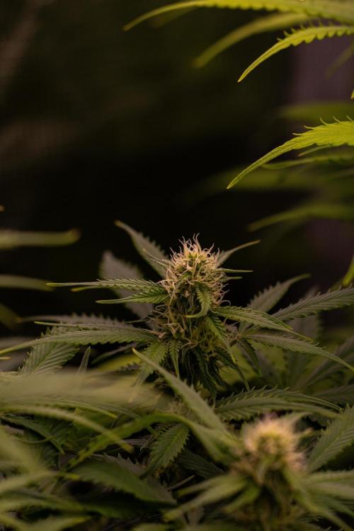 Lemon Crem Kush Auto - Spliff Seeds. Week 10
