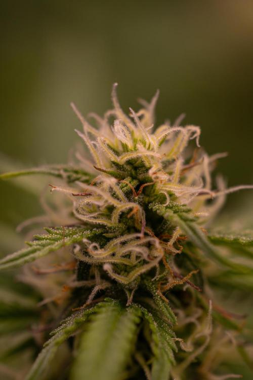 Lemon Cream Kush Automatic. Week 10