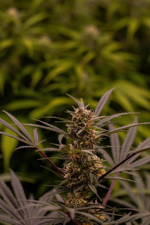 Mega Power Plant Auto - Spliff Seeds. Week 10