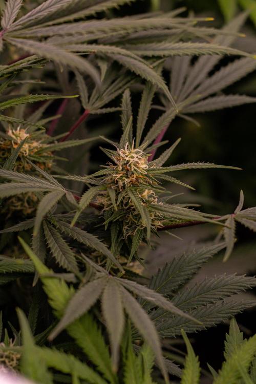 Mega Power Plant Auto - Spliff Seeds. Week 10