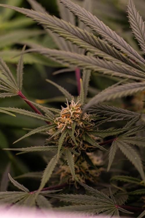 Mega Power Plant Auto - Spliff Seeds. Week 10