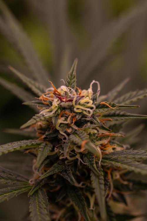 Mega Power Plant Auto - Spliff Seeds. Week 10