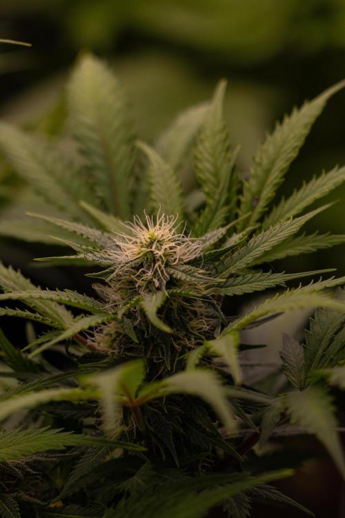 White Widow Auto - Spliff Seeds. Week 10