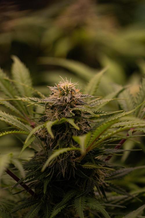 White Widow Auto - Spliff Seeds. Week 10