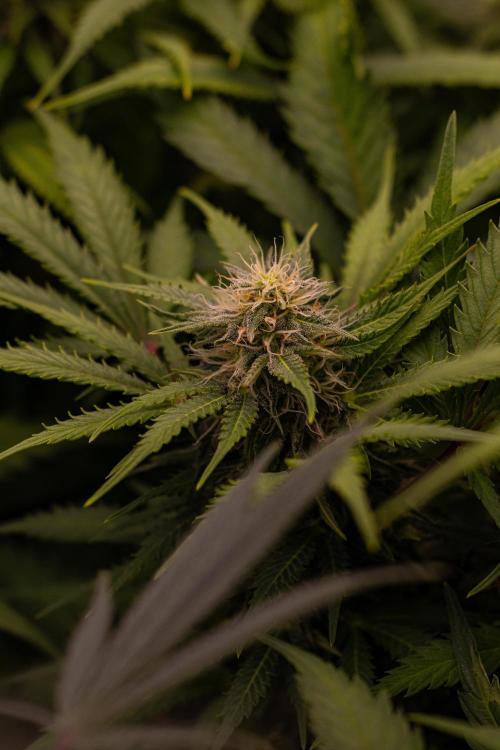 White Widow Auto - Spliff Seeds. Week 10