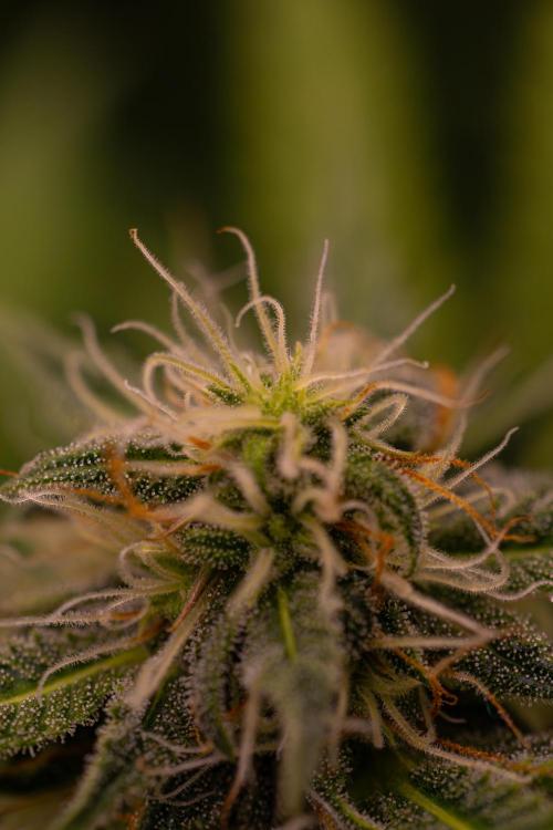 White Widow Auto. Week 10