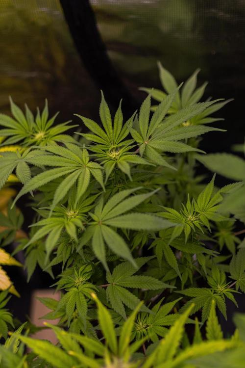 Tester# 494 x 1500 - Paradise Seeds. Week 8