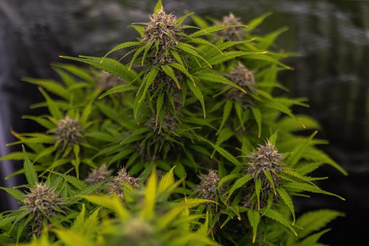 Paradise Seeds - Vertigo Auto. Week 11