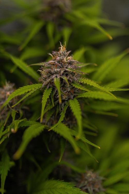 Paradise Seeds - Vertigo Auto. Week 11