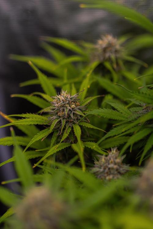 Paradise Seeds - Vertigo Auto. Week 11