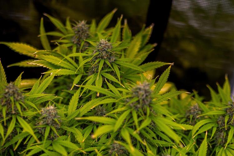 Paradise Seeds - Stromboli Auto. Week 11