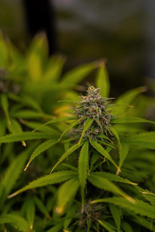 Paradise Seeds - Stromboli Auto. Week 11