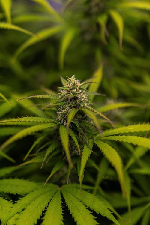 Spliff Seeds - Gelato Auto. Week 11