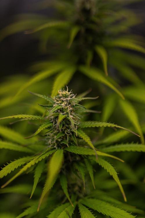 Spliff Seeds - Gelato Auto. Week 11
