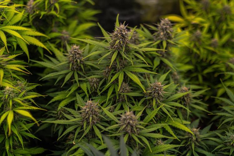 Dutch Blue Auto - Spliff Seeds. Week 11