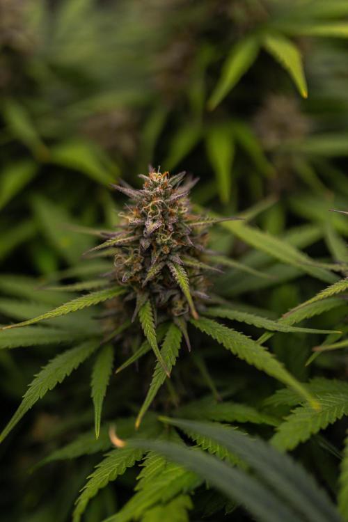 Dutch Blue Auto - Spliff Seeds. Week 11