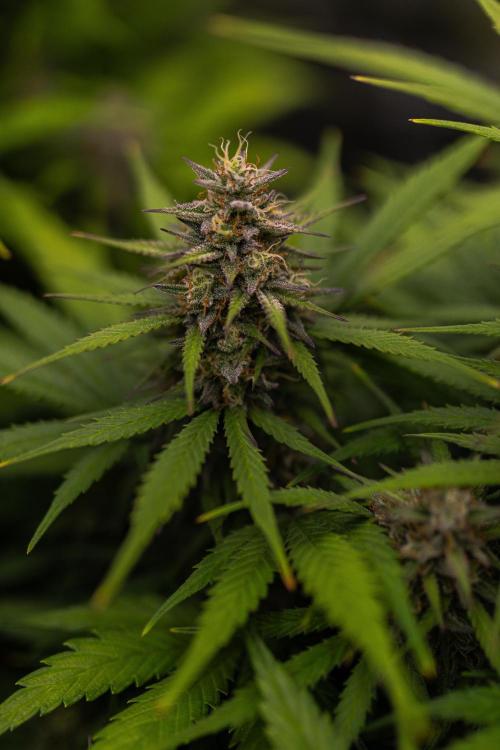 Dutch Blue Automatic. Week 11