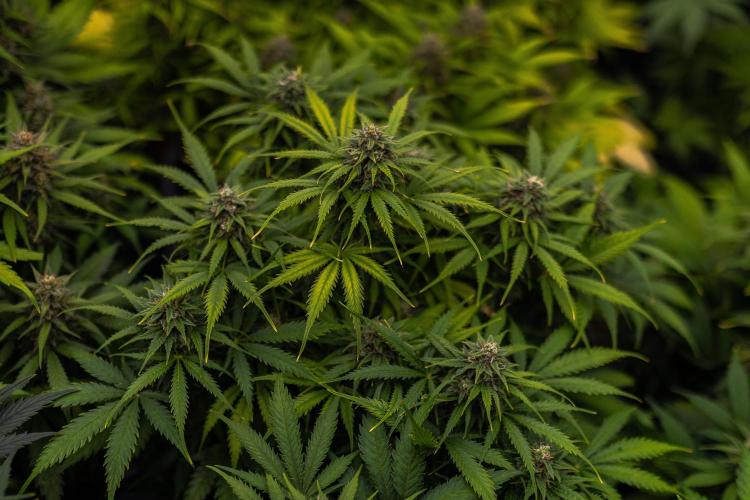 Gorilla Auto - Spliff Seeds. Week 11