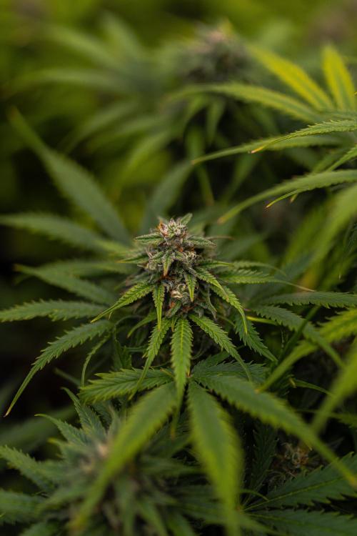 Gorilla Auto - Spliff Seeds. Week 11