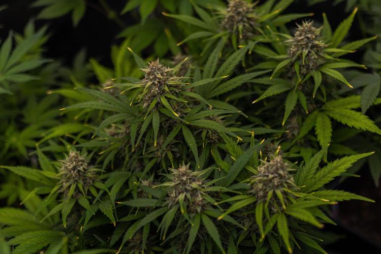 Dutch Auto - Spliff Seeds. Week 11