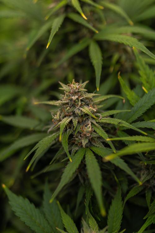 Dutch Auto - Spliff Seeds. Week 11