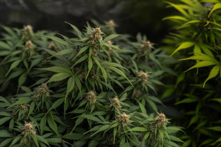 Lemon Crem Kush Auto - Spliff Seeds. Week 11
