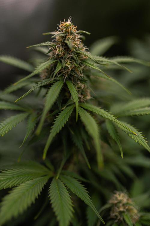 Lemon Crem Kush Auto - Spliff Seeds. Week 11