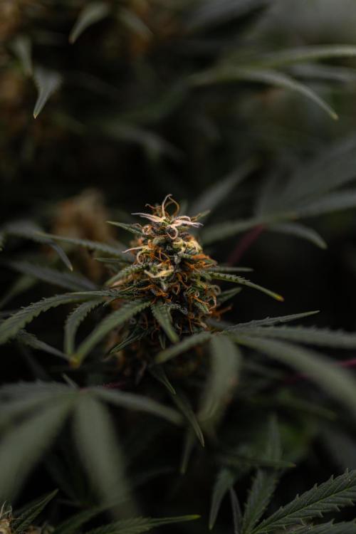 Mega Power Plant Automatic. Week 11
