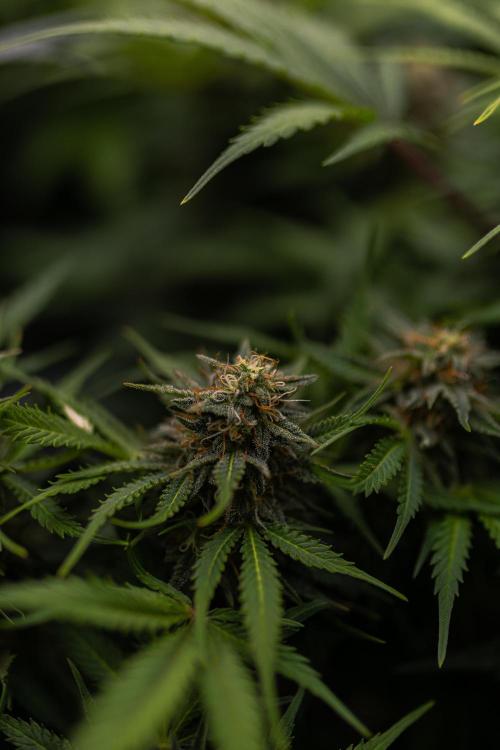 White Widow Auto - Spliff Seeds. Week 11