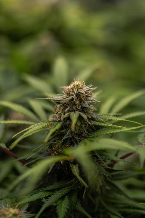 White Widow Auto. Week 11