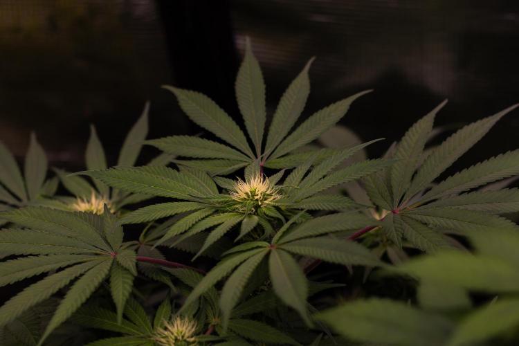 Tester# 494 x 1500 - Paradise Seeds. Week 9