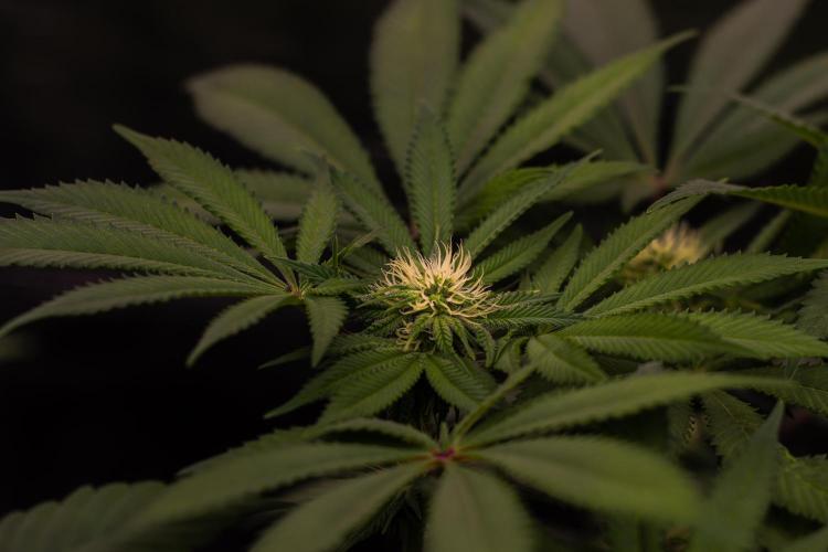 Tester# 60zB x 1500 - Paradise Seeds. Week 9