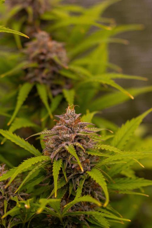 Paradise Seeds - Vertigo Auto. Week 12