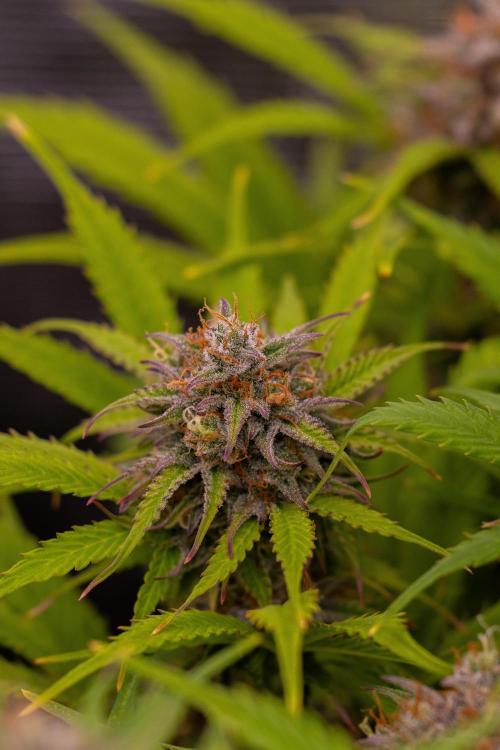 Paradise Seeds - Vertigo Auto. Week 12