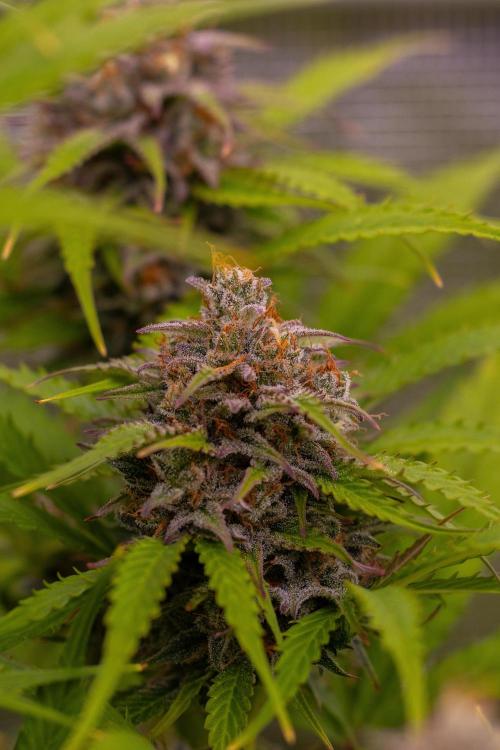 Paradise Seeds - Vertigo Auto. Week 12