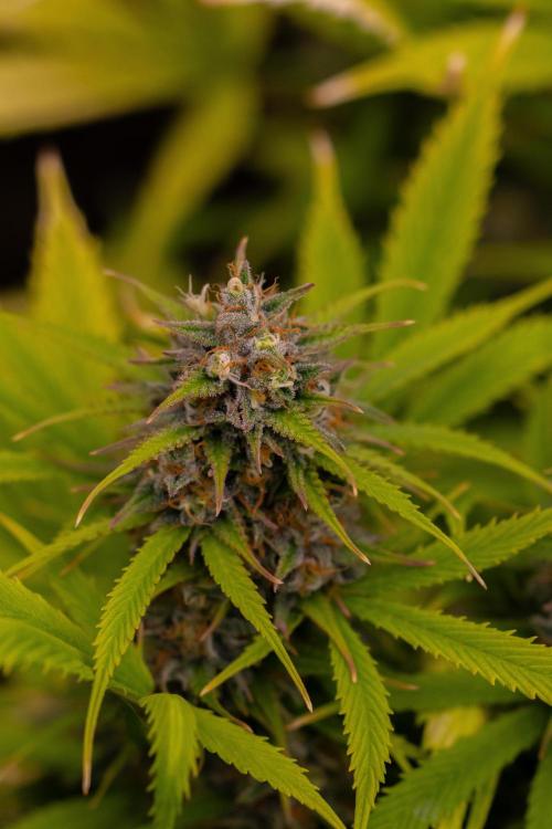 Paradise Seeds - Stromboli Auto. Week 12