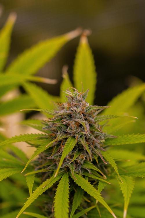 Paradise Seeds - Stromboli Auto. Week 12