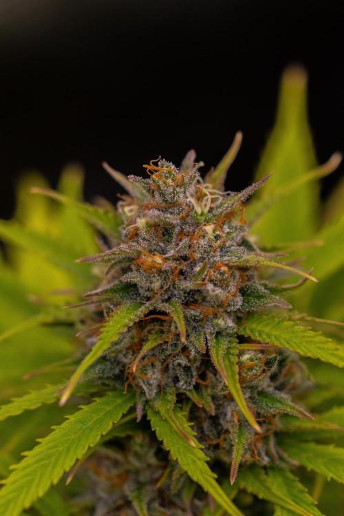 Paradise Seeds - Stromboli Auto. Week 12