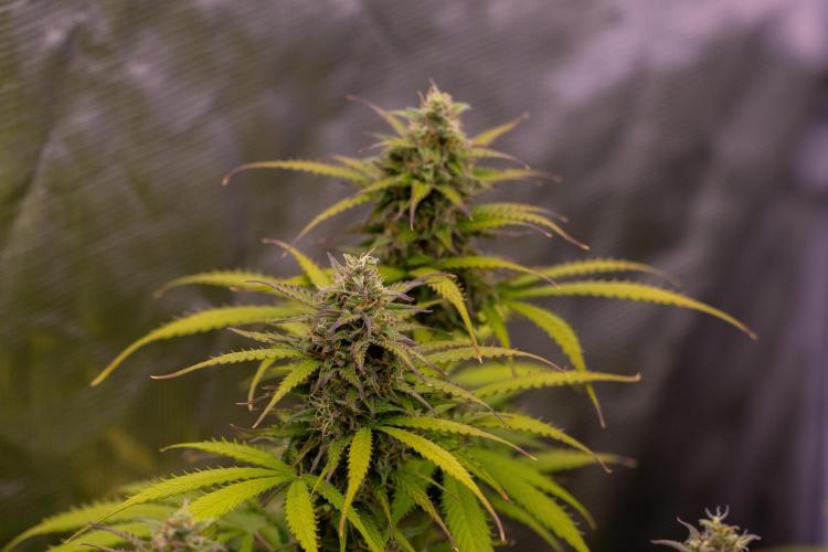 Spliff Seeds - Gelato Auto. Week 12